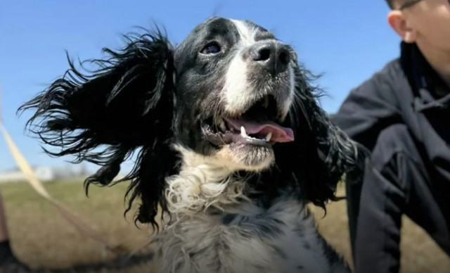 International Homeless Animal Day: Από «homeless», σε σπίτια γεμάτα αγάπη