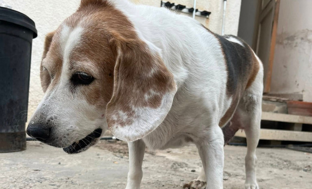 Ένας ηλικιωμένος σκυλάκος αναζητά επειγόντως ένα ζεστό σπίτι