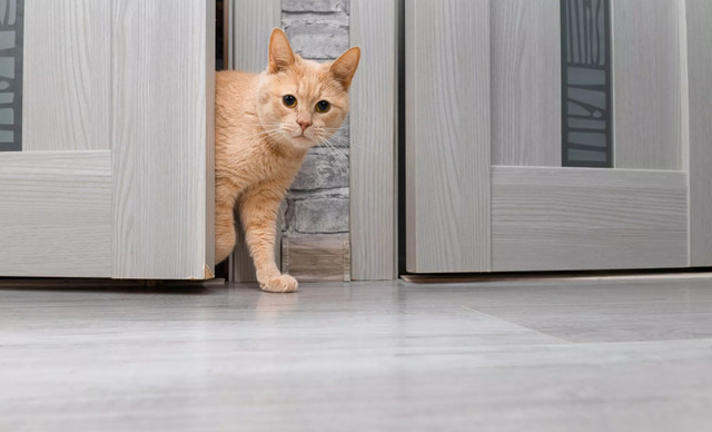 7 &pi;&rho;ά&gamma;&mu;&alpha;&tau;&alpha; &pi;&omicron;&upsilon; έ&chi;&epsilon;&tau;&epsilon; &sigma;&pi;ί&tau;&iota; &kappa;&alpha;&iota; &delta;&epsilon;&nu; &phi;&alpha;&nu;&tau;ά&zeta;&epsilon;&sigma;&tau;&epsilon; ό&tau;&iota; &epsilon;ί&nu;&alpha;&iota; &pi;&omicron;&lambda;ύ &epsilon;&pi;&iota;&kappa;ί&nu;&delta;&upsilon;&nu;&alpha; &gamma;&iota;&alpha; &tau;&eta; &gamma;ά&tau;&alpha; &sigma;&alpha;&sigmaf;