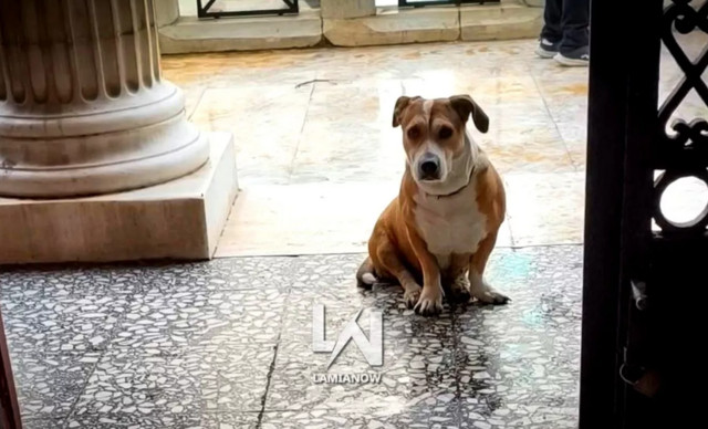 &ldquo;&Rho;ά&gamma;&iota;&sigma;&epsilon; &kappa;&alpha;&rho;&delta;&iota;έ&sigmaf;&rdquo; &sigma;&kappa;&upsilon;&lambda;ί&tau;&sigma;&alpha; &ndash; &Delta;&epsilon;&nu; έ&phi;&upsilon;&gamma;&epsilon; &lambda;&epsilon;&pi;&tau;ό &alpha;&pi;ό &tau;&alpha; &delta;&iota;&kappa;&alpha;&sigma;&tau;ή&rho;&iota;&alpha; &pi;&epsilon;&rho;&iota;&mu;έ&nu;&omicron;&nu;&tau;&alpha;&sigmaf; &tau;&omicron;&nu; ά&nu;&theta;&rho;&omega;&pi;ό &tau;&eta;&sigmaf;