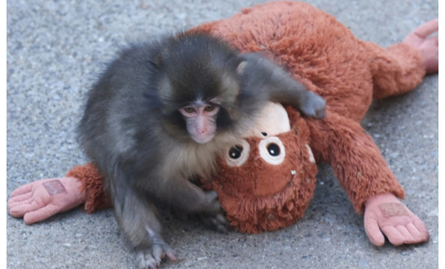 &Gamma;&iota;&alpha;&tau;ί &eta; &mu;&alpha;&mu;ά &tau;&omicron;&upsilon; &mu;&iota;&kappa;&rho;&omicron;ύ Punch &tau;&omicron;&nu; &alpha;&pi;έ&rho;&rho;&iota;&psi;&epsilon;: &Pi;ό&tau;&epsilon; &kappa;&alpha;&iota; &gamma;&iota;&alpha;&tau;ί &tau;&alpha; &theta;&eta;&lambda;&alpha;&sigma;&tau;&iota;&kappa;ά &epsilon;&gamma;&kappa;&alpha;&tau;&alpha;&lambda;&epsilon;ί&pi;&omicron;&upsilon;&nu; &tau;&alpha; &mu;&iota;&kappa;&rho;ά &tau;&omicron;&upsilon;&sigmaf;;