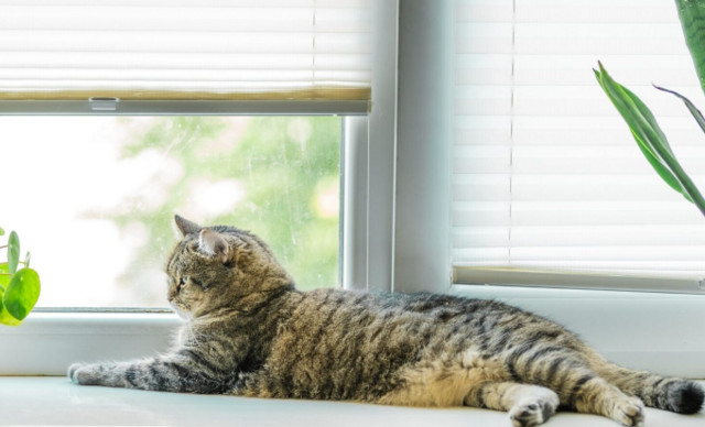 &Gamma;ά&tau;&epsilon;&sigmaf; &pi;&omicron;&upsilon; &zeta;&omicron;&upsilon;&nu; &sigma;&epsilon; &delta;&iota;&alpha;&mu;έ&rho;&iota;&sigma;&mu;&alpha;: &Epsilon;ί&nu;&alpha;&iota; &pi;&rho;&alpha;&gamma;&mu;&alpha;&tau;&iota;&kappa;ά &epsilon;&upsilon;&tau;&upsilon;&chi;&iota;&sigma;&mu;έ&nu;&epsilon;&sigmaf; ή &alpha;&pi;&lambda;ώ&sigmaf; &sigma;&upsilon;&mu;&beta;&iota;&beta;ά&zeta;&omicron;&nu;&tau;&alpha;&iota;;