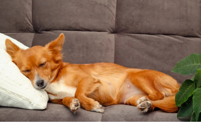 &Pi;&omicron;&iota;&omicron; &epsilon;ί&nu;&alpha;&iota; &tau;&omicron; &iota;&delta;&alpha;&nu;&iota;&kappa;ό &sigma;&eta;&mu;&epsilon;ί&omicron; &sigma;&tau;&omicron; &sigma;&pi;ί&tau;&iota; &gamma;&iota;&alpha; &nu;&alpha; &kappa;&omicron;&iota;&mu;ά&tau;&alpha;&iota; &omicron; &sigma;&kappa;ύ&lambda;&omicron;&sigmaf; &mu;&alpha;&sigmaf;