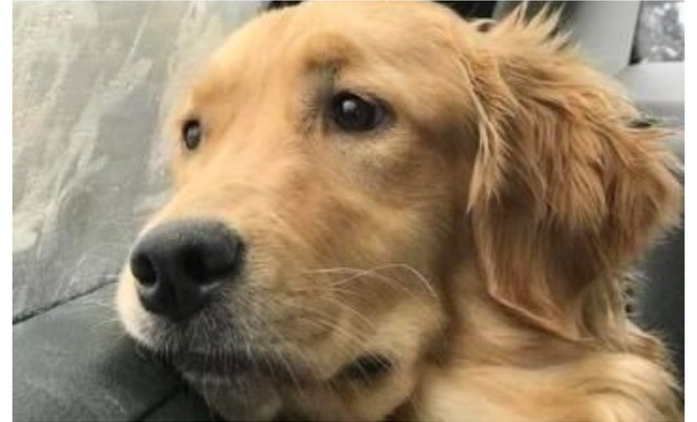 &Eta; &sigma;&upsilon;&gamma;&kappa;&lambda;&omicron;&nu;&iota;&sigma;&tau;&iota;&kappa;ή &alpha;&nu;&tau;ί&delta;&rho;&alpha;&sigma;&eta; &epsilon;&nu;ό&sigmaf; &sigma;&kappa;ύ&lambda;&omicron;&upsilon; ό&tau;&alpha;&nu; &alpha;&kappa;&omicron;ύ&epsilon;&iota; &tau;&iota;&sigmaf; &sigma;&epsilon;&iota;&rho;ή&nu;&epsilon;&sigmaf; &tau;&omicron;&upsilon; &pi;&omicron;&lambda;έ&mu;&omicron;&upsilon; (BINTEO)