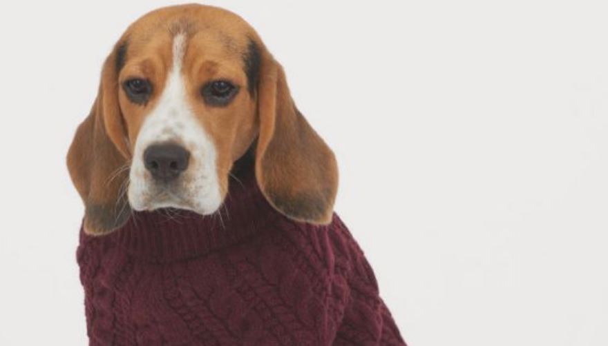 Η νέα H&M συλλογή ρούχων για τα σκυλάκια σας θα σας ξετρελάνει!
