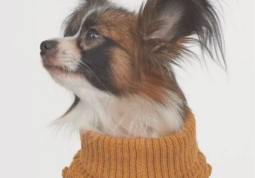 Στα Η&M μπορείτε να ντυθείτε ασορτί με το σκυλάκι σας