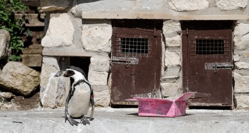 O πιο μεγάλος ηλιακιακά πιγκουίνος του Ηνωμένου Βασιλείου γιόρτασε τα 30α γενέθλια του