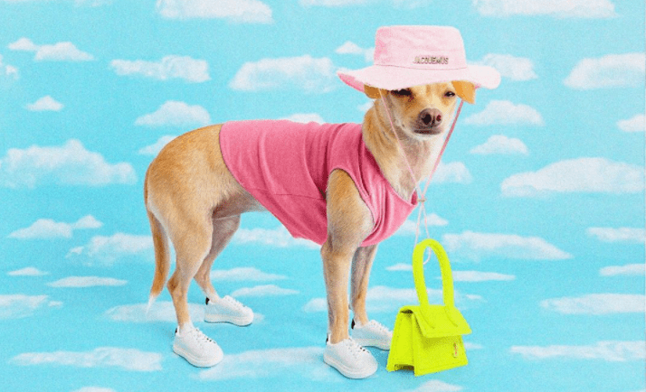 Το πιο fashionable σκυλάκι του instagram “λανσάρει” τη δική του συλλογή