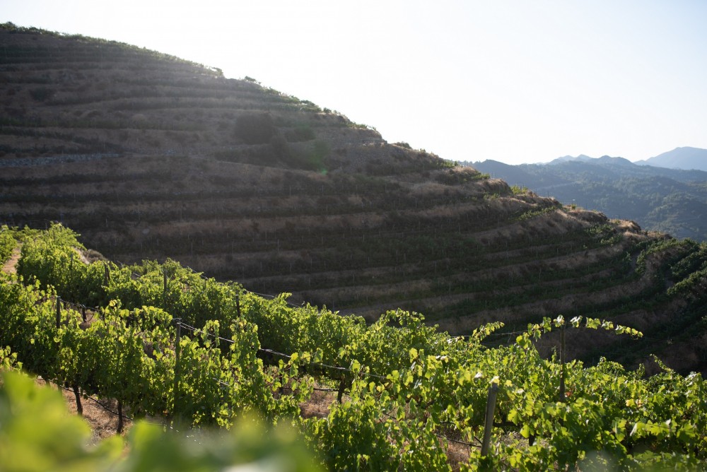 Η δημοφιλής Master of Wine, Jancis Robinson, εγκωμιάζει σε άρθρο της την γηγενή ποικιλία Ξυνιστέρι και το κρασί Πετρίτης.
