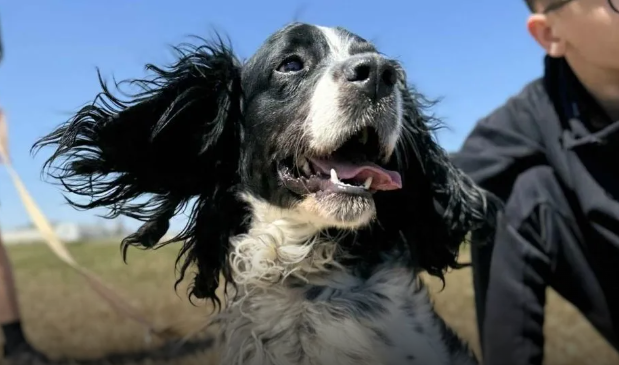 International Homeless Animal Day: Από «homeless», σε σπίτια γεμάτα αγάπη