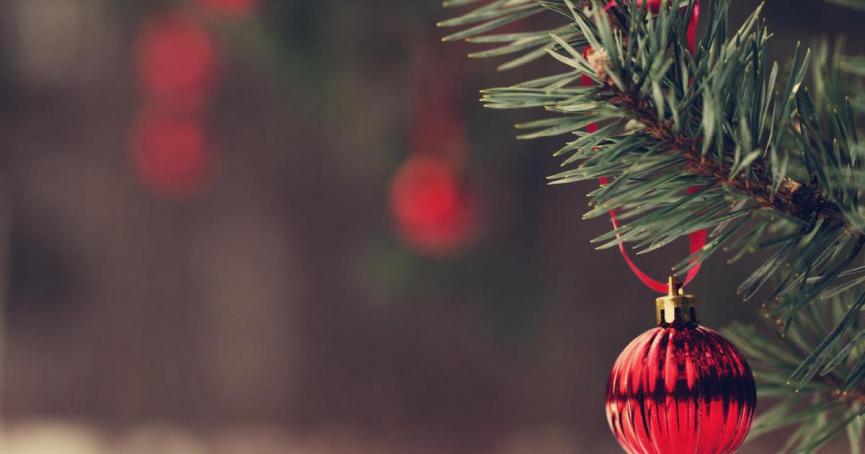 HELLO! info: Χριστουγεννιάτικα δέντρα από… τη φύση – Οι τιμές & γιατί είναι περιορισμένο το απόθεμα