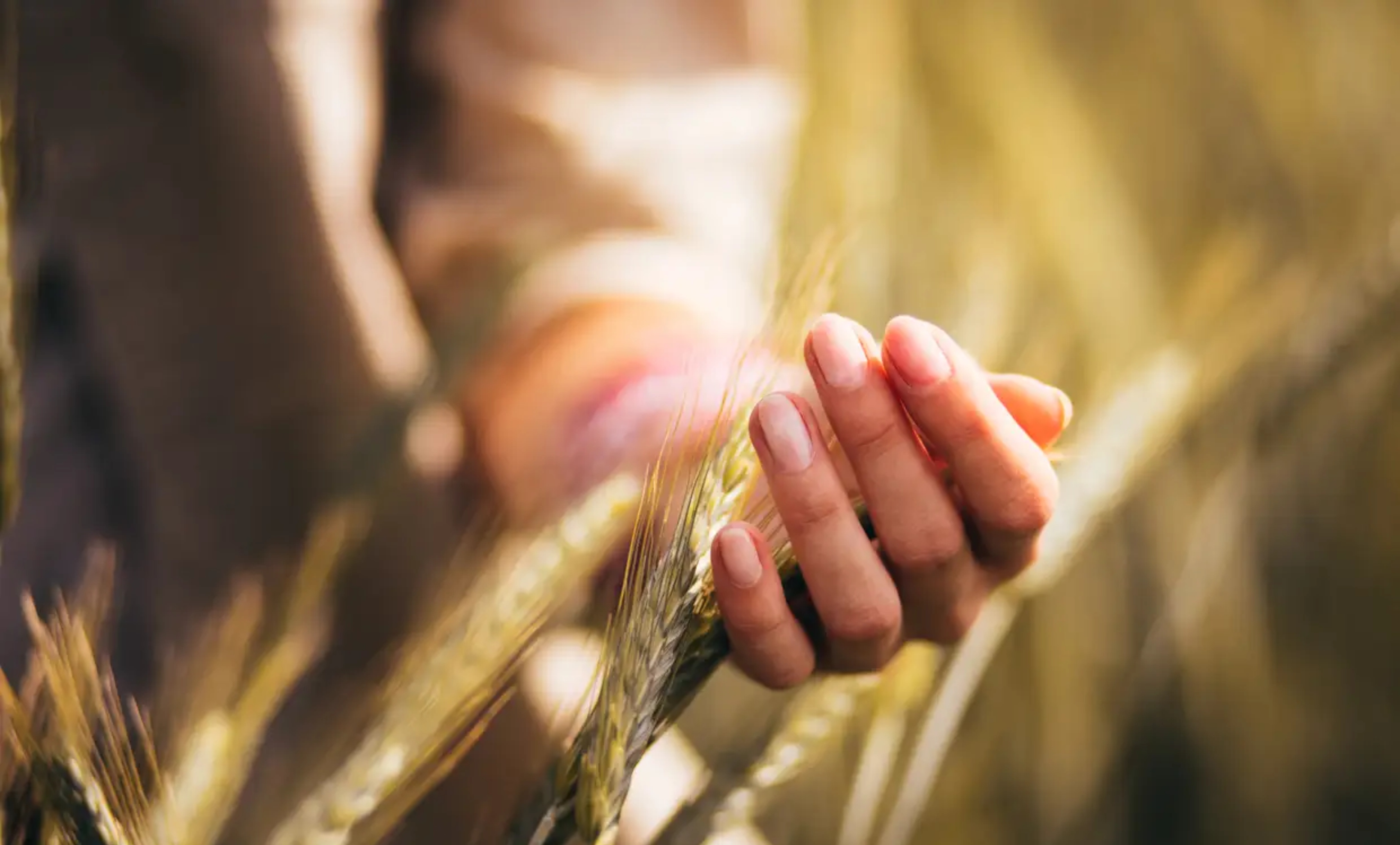 Φύτρο σιταριού: Ένα τρόφιμο πλούσιο που αξίζει να εντάξεις στη διατροφή σου