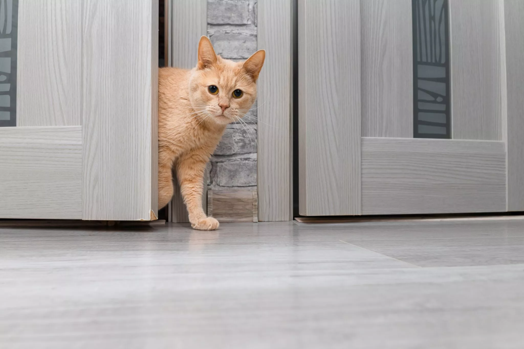 7 πράγματα που έχετε σπίτι και δεν φαντάζεστε ότι είναι πολύ επικίνδυνα για τη γάτα σας