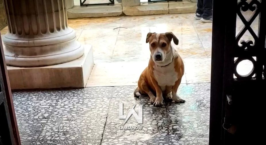 “Ράγισε καρδιές” σκυλίτσα – Δεν έφυγε λεπτό από τα δικαστήρια περιμένοντας τον άνθρωπό της