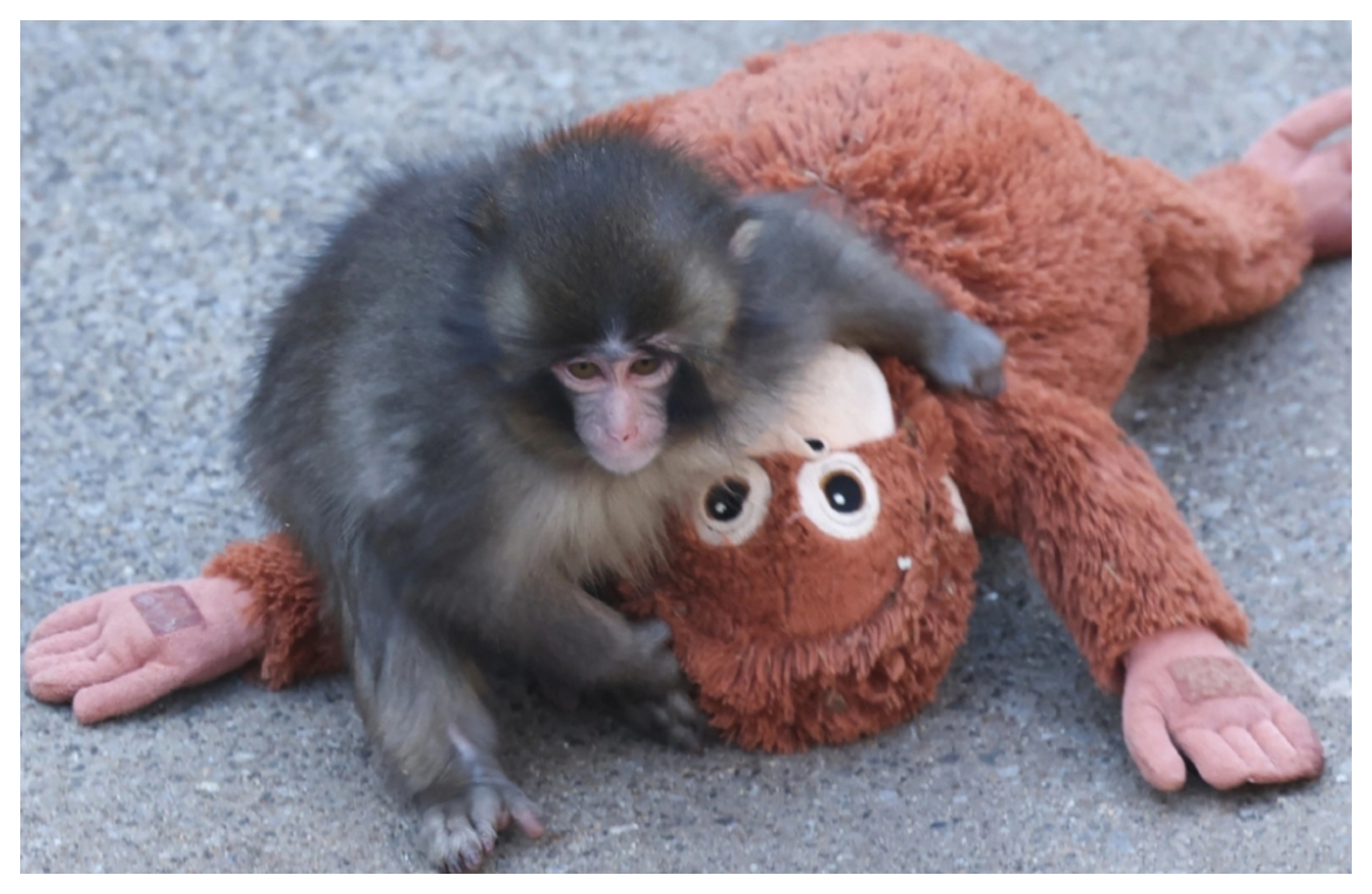 Γιατί η μαμά του μικρού Punch τον απέρριψε: Πότε και γιατί τα θηλαστικά εγκαταλείπουν τα μικρά τους;