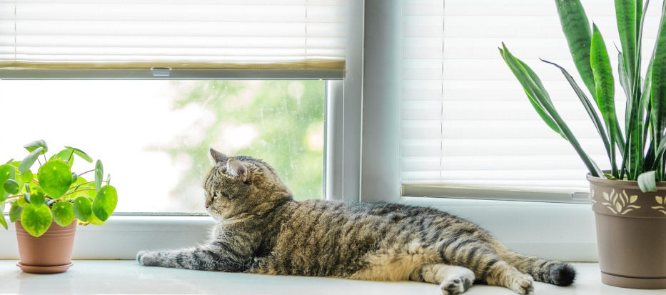 Γάτες που ζουν σε διαμέρισμα: Είναι πραγματικά ευτυχισμένες ή απλώς συμβιβάζονται;