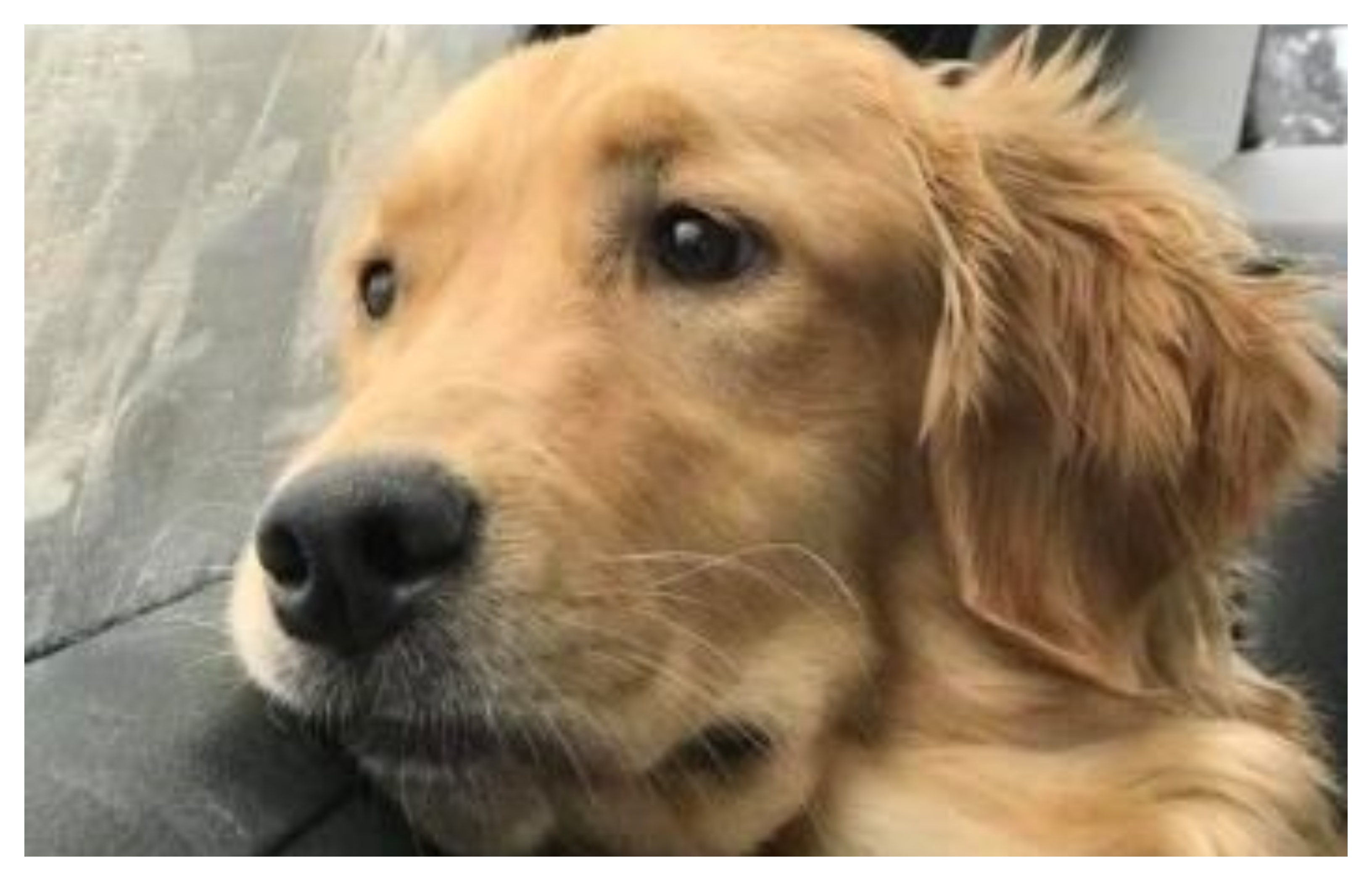 Η συγκλονιστική αντίδραση ενός σκύλου όταν ακούει τις σειρήνες του πολέμου (BINTEO)