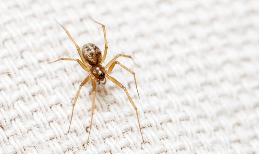 Καταπίνουμε αράχνες ή έντομα στον ύπνο μας; Κι αν ναι, τι μπορεί να συμβεί