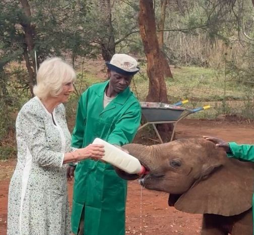Η Καμίλα ταΐζει ορφανά ελεφαντάκια στο καταφύγιο της Κένυας